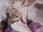 Reinrassige Maine Coon Kitten